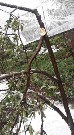 ਭਾਰੀ ਗੜੇਮਾਰੀ ਨੇ ਬਾਗਬਾਨਾਂ ਦੀਆਂ ਉਮੀਦਾਂ 'ਤੇ ਫੇਰਿਆ ਪਾਣੀ, ਵੱਡਾ ਨੁਕਸਾਨ