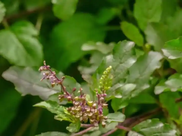 Importance Of Tulsi benefits of tulsi leaf तुळस एक फायदे अनेक... अनेक आजारांवर गुणकारी तुळशीचे उपयोग जाणून घ्या...