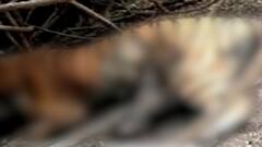 वाघिणीला अत्यंत क्रूरपणे मारले, यवतमाळमधील घटना, मागील चार महिन्यात 17 वाघांचा मृत्यू