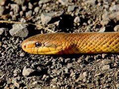 Rat Snake Rescued From School In Agra