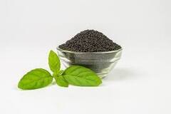 તુલસી શરીરમાં સંક્રમણને ખતમ કરવા માટે કારગર, ઇમ્યુનિટી બૂસ્ટર છે તેના પાન,માંજર, આ રીતે કરો સેવન