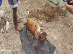 டார்ச்சர் செய்த தெரு நாயை ஆள் வைத்து கொலை செய்த முதியவர் உள்ளிட்ட இருவர் கைது