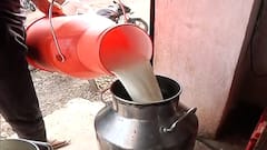 Cow Milk Price : राज्यात गायीच्या दूध खरेदी-विक्रीत लिटरमागे 23 रुपयांची तफावत