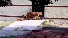 Special Report | वाघांचे 4 बछडे बागडतानाची दृश्य कॅमेऱ्यात