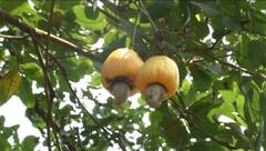 केरळ, गोव्याच्या धर्तीवर काजु बोंडुवर प्रक्रिया उद्योग कोकणात आल्यास अर्थकारण बदलेल, युवा शेतकऱ्यांची मागणी