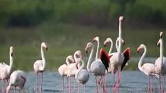 Special Report : उजनी धरण परिसरात फ्लेमिंगोंचं आगमन, पाणलोट क्षेत्रात फ्लेमिंगोंची शाळा