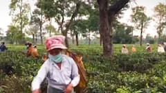 Assam Assembly Elections: Will Congress stun BJP? #ABPCVoterExitPoll