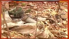 West Bengal Election 2021: খয়রাশোলে বুথের কাছেই বস্তা ভর্তি বোমা উদ্ধার, এলাকায় আতঙ্ক