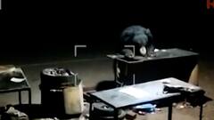 बुलडाण्यात अस्वलाचा हॉटेलमधील खाद्यपदार्थांवर ताव! अन्न-पाण्याच्या शोधात अस्वलाची भटकंती