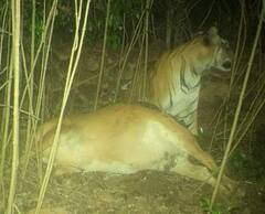 आंबोलीत पट्टेरी वाघाकडून शेतकऱ्याच्या गाईचा फडशा, हिरण्यकेशी जंगल परिसरात पहिल्यांदाच पट्टेरी वाघाचं अस्तित्व