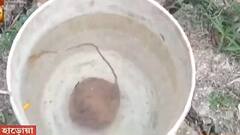 West Bengal Election 2021: ফল ঘোষণার ২ দিন আগে হাড়োয়া থেকে ৪টি ও শাসন থেকে উদ্ধার ১৫টি তাজা বোমা