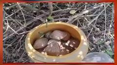 West Bengal Elections 2021: লাভপুর থেকে হাড়োয়া, ভোটগণনার আগে উদ্ধার তাজা বোমা