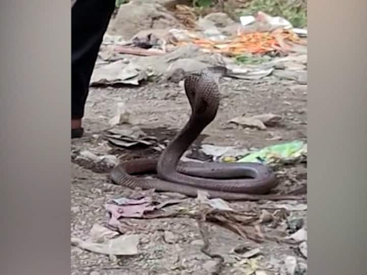 Sarpamitra released poisonous snake in Covid Center area of Sub-district hospital at Malkapur in Buldhana सर्पमित्राने चक्क कोविड सेंटर परिसरात सोडले विषारी साप, बुलढाण्यातील प्रकार