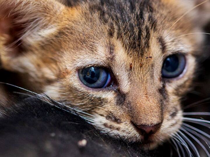 Stray Cat’s Tail Chopped Off In Mumbai, FIR Filed Under Prevention Of Cruelty To Animals Act Stray Cat’s Tail Chopped Off In Mumbai, FIR Filed Under Prevention Of Cruelty To Animals Act