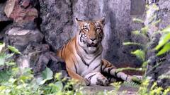 Covid Updates: করোনা পরিস্থিতিতে বন্ধ থাকবে রাজ্যের সব চিড়িয়াখানা ও জাতীয় উদ্যান