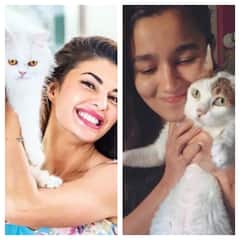 Jacqueline Fernandez से लेकर Alia Bhatt तक, बॉलीवुड की ये हसीनाएं हैं Cat Lovers