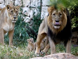 Eight Asiatic Lions At Hyderabad’s Nehru Zoological Park Test Covid-19 Positive