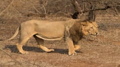 8 Asiatic lions test COVID Positive : हैदराबादच्या नेहरु पार्कमधील 8 सिंहांना कोरोनाचा संसर्ग