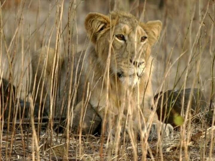 Corona positive 8 Asian lions of Nehru Zoological Park नेहरू जूलॉजिकल पार्क के आठ एशियाई शेर कोरोना वायरस से संक्रमित, दो दिन के लिए बंद किया पार्क