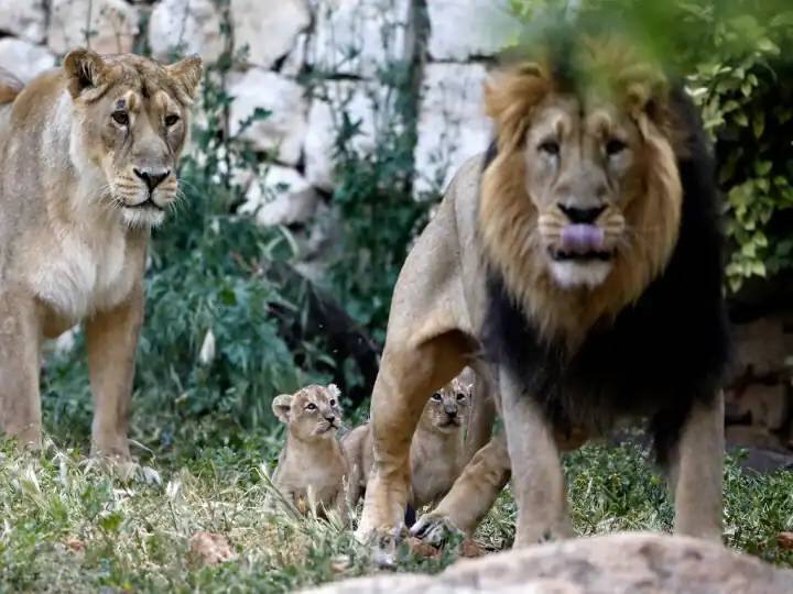 Corona crisis 8 Asiatic lions in Hyderabad zoo test positive for Covid 19, 1st such case in India சிங்கங்களுக்கு கொரோனா; ஐதராபாத் உயிரியல் பூங்காவில் தனிமை