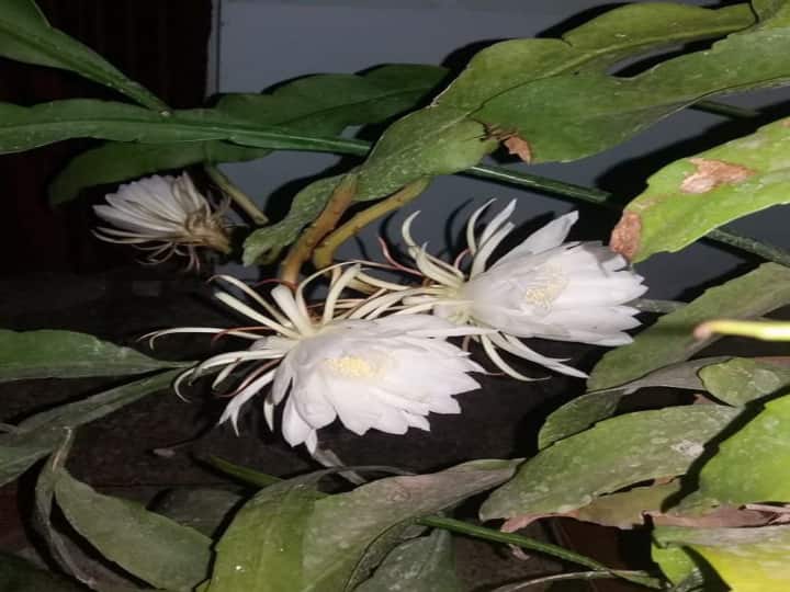 Brahma Kamalam: ஆண்டுக்கு ஒருமுறை பூக்கும் ‛பிரம்ம கமலம்’ பூ ; பழனியில் பூத்தது Brahma Kamalam Flower Which Blooms Once a Year in Palani: Brahma Kamalam: ஆண்டுக்கு ஒருமுறை பூக்கும் ‛பிரம்ம கமலம்’ பூ ; பழனியில் பூத்தது