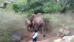 Tamil Nadu: Wild elephants enters village from jungle