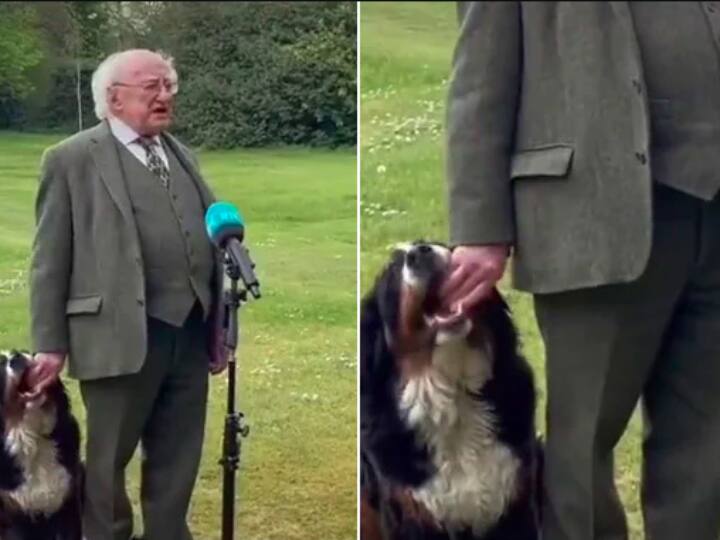 Dog of Irish President did such act during live show video went viral आयरलैंड: टीवी पर लाइव शो के दौरान राष्ट्रपति के कुत्ते ने की ऐसी हरकत, वायरल हुआ वीडियो