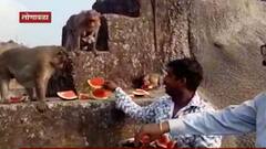 Maharashtra Lockdown : मुक्या जनावरांची भूक भागवण्यासाठी धडपड, लोणावळ्याती जगताप दाम्पत्याचा पुढाकार