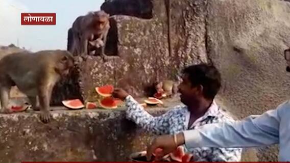 Maharashtra Lockdown : मुक्या जनावरांची भूक भागवण्यासाठी धडपड, लोणावळ्याती जगताप दाम्पत्याचा पुढाकार