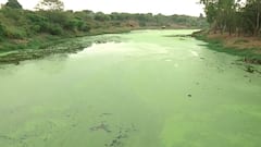 Godavari River Pollution : गोदावरी प्रदूषणाच्या विळख्यात, नदी पात्रात पानवेलींचं साम्राज्य