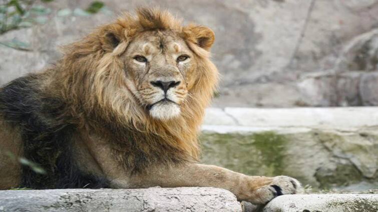 Vandalur lion confirmed New type of corona infection Lion Corona Positive: வண்டலூர் பூங்கா சிங்கத்திற்கு புதிய வகை கொரோனா; மருத்துவ குழுவினர் அதிர்ச்சி!