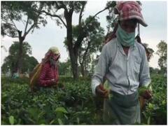 असम के जालोनी चाय बागान में सामने आए 133 कोरोना पॉजिटिव , इलाके को किया गया सील