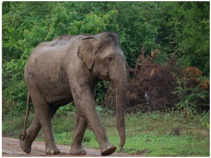 Tamilnadu Three tribal youths in booked for teasing, hitting elephants তামিলনাড়ুতে হাতিদের উত্ত্যক্ত করার ভিডিও ভাইরাল, তিন আদিবাসী যুবকের বিরুদ্ধে মামলা