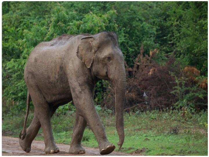 Tamilnadu Three tribal youths in  booked for teasing, hitting elephants তামিলনাড়ুতে হাতিদের উত্ত্যক্ত করার ভিডিও ভাইরাল, তিন আদিবাসী যুবকের বিরুদ্ধে মামলা