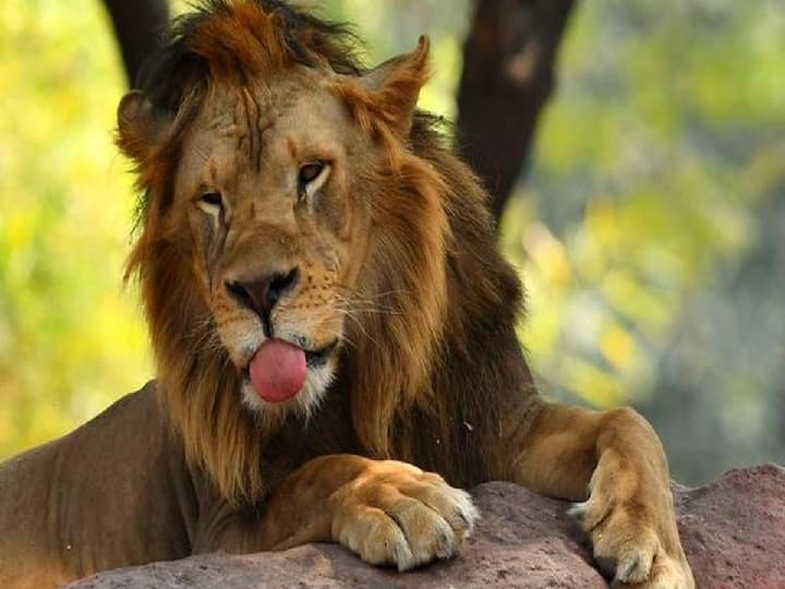 Lions Corona Positive: चिड़ियाघर में 9 शेर पाए गए कोरोना पॉजिटिव, एक की मौत; डॉक्टरों की टीम इलाज में जुटी