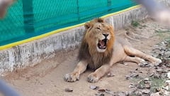 UP- ਇਟਾਵਾ lion ਸਫਾਰੀ 'ਚ 2 ਸ਼ੇਰਨੀਆਂ ਨੂੰ ਹੋਇਆ ਕੋਰੋਨਾ