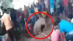 Elephant Rescued: ঝাড়গ্রামে কুয়োয় পড়ে গেল হস্তিশাবক, গ্রামবাসীদের সাহায্যে উদ্ধার