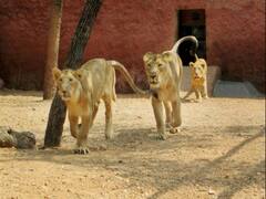 UP Etawah Safari Park: இரு பெண் சிங்கங்களுக்கு கொரோனா; ஐதராபாத்தை தொடர்ந்து உ.பி.,யில் கவலை