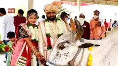 लातूरच्या गोशाळेत नियमांचं पालन करत अनोखं डेस्टिनेशन वेडिंग, चांडक-झंवर कुटुंबाचा नवा आदर्श