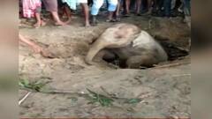 Baby Elephant Rescue: ঝাড়গ্রামে পরিত্যক্ত কুয়োয় হস্তিশাবক, উদ্ধার বন দফতরের