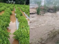 Maharashtra Rain PHOTO: राज्यात अनेक ठिकाणी पावसाचा तडाखा, शेतीचं नुकसान झाल्यानं शेतकरी हवालदिल