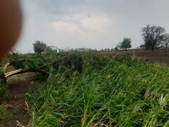 लातूर जिल्ह्याला सलग तिसऱ्या दिवशी अवकाळी पावसाचा तडाखा