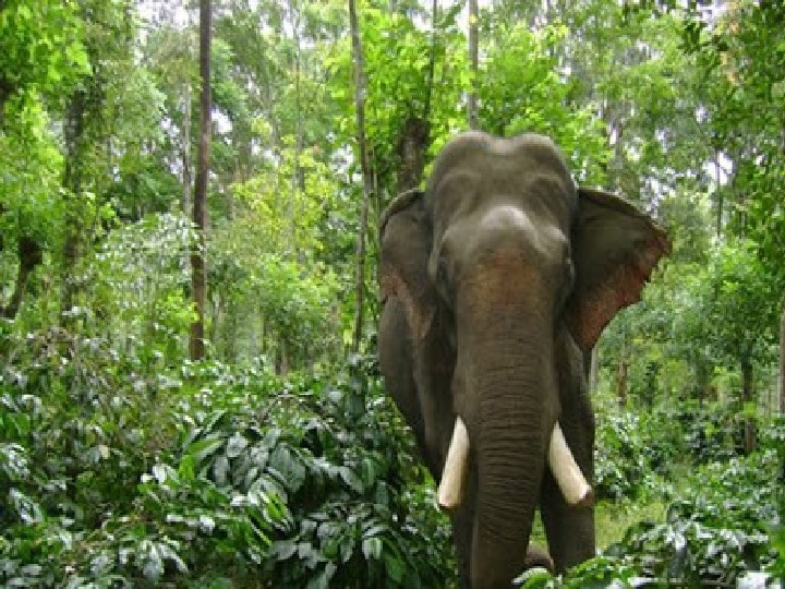 Elephant leaves Bird nest | சின்ன சின்ன அன்பில்தானே.. குருவிக்கூடு இருந்த மரத்தை மட்டும் சேதப்படுத்தாத காட்டு யானைகள்!