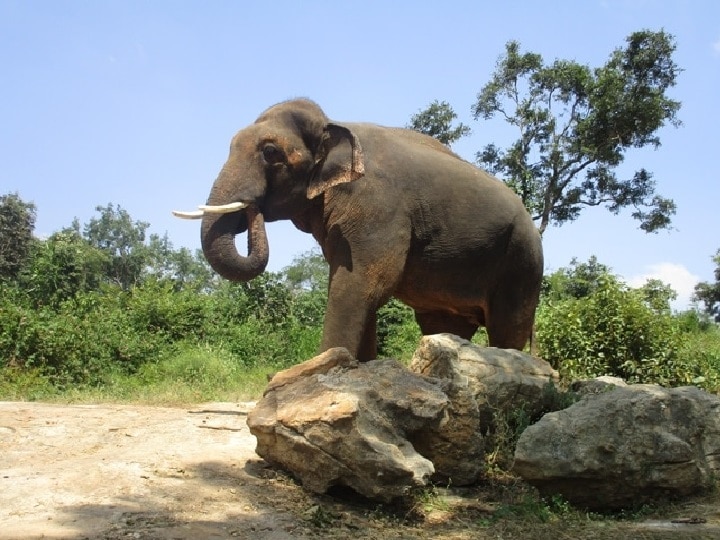 Elephant leaves Bird nest | சின்ன சின்ன அன்பில்தானே.. குருவிக்கூடு இருந்த மரத்தை மட்டும் சேதப்படுத்தாத காட்டு யானைகள்!