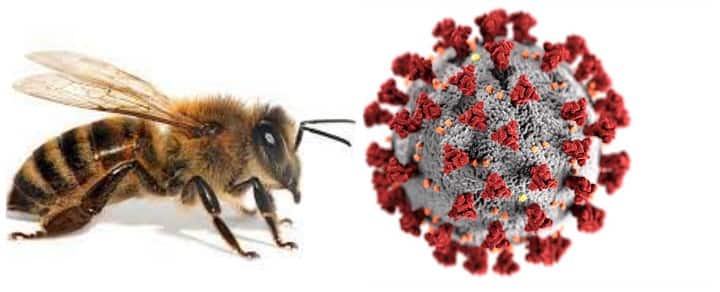 Bees as corona virus detector, netherland scientists research தேனீக்கள் மூலம் கொரோனா கண்டறிதலா? நெதர்லாந்து ஆய்வாளர்களின் முயற்சி..