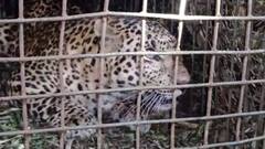 ৭টায় বাংলা (২): ডুয়ার্সের বাগানে ধরা পড়ল পূর্ণবয়স্ক চিতাবাঘ