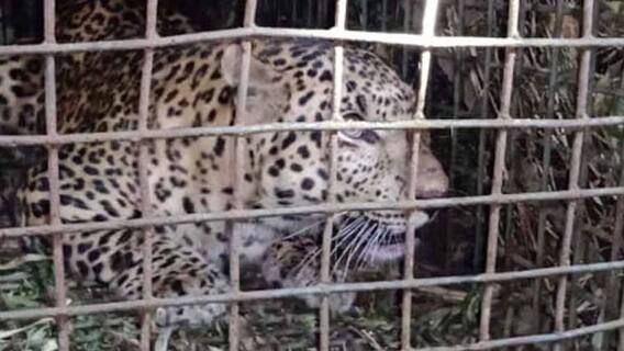 ৭টায় বাংলা (২): ডুয়ার্সের বাগানে ধরা পড়ল পূর্ণবয়স্ক চিতাবাঘ