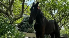 Dhoni buys a new horse: মাহির নতুন পোষ্য, কালো ঘোড়া