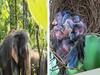 Elephant leaves Bird nest | சின்ன சின்ன அன்பில்தானே.. குருவிக்கூடு இருந்த மரத்தை மட்டும் சேதப்படுத்தாத காட்டு யானைகள்!