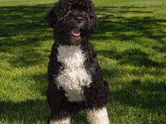 बराक ओबामा के पालतू कुत्ते 'बो' की कैंसर से हुई मौत, मिशेल ओबामा ने याद करते हुए शेयर की पोस्ट